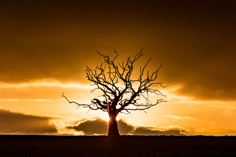 Landscapes